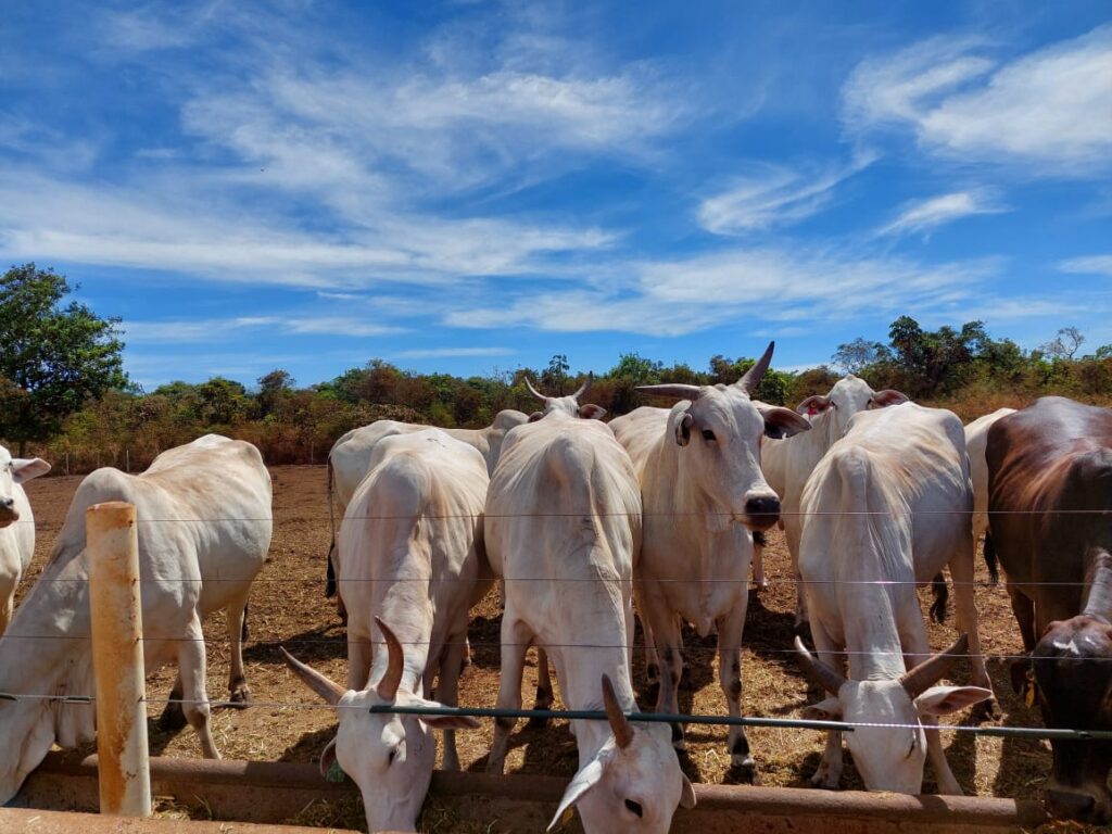 Bois deixados em campo aberto expostos ao sol