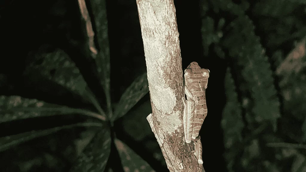 Sapo em meio a flora local pendurado em um pedaço de madeira.